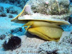 Horned Helmet getting ready to eat urchin.  If you look c... by Jim Moser 